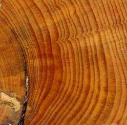 Photo credit: NOAA; Description: Scientists did not mislead but lacked transparency in the way they used tree ring data to reconstruct historic temperatures. Photo credit: NOAA; Description: Scientists did not mislead but lacked transparency in the way they used tree ring data to reconstruct historic temperatures.