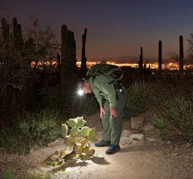 Photo Credit: Michael Lundgren; Description: Dave Bertelsen examines new buds on an Engelmann prickly pear cactus in the hills above Tucson.