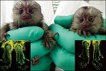 Baby marmosets Kei, left, and Kou carry a genetic trait that causes their skin to glow green under ultraviolet light. They are the offspring of test monkeys that were altered with a jellyfish gene that produces the easy-to-track feature. (Nature Via Associated Press)