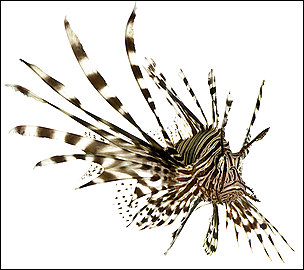 Washington Post photo of Lionfish