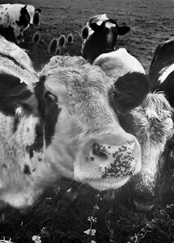 Image: Matt Batchelder from Wired Magazine; Description: several cows