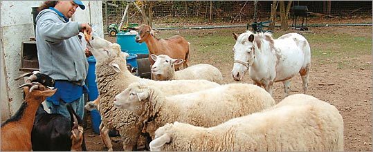 picture of man feeding sheep, goats, and horses