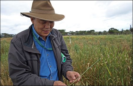 Photo credit: MinnPost photo by Sharon Schmickle; Description: Yue Jin, of the USDA's Cereal Disease Lab in St. Paul, examines a stalk of wheat.  