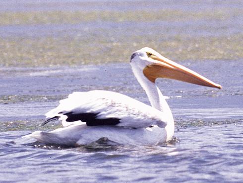 Utah Division of Wildlife photo; Caption: Charles Darwin's views on competition and cooperation in nature included discussion of birds like this pelican.
