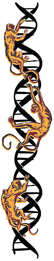 Drawing by Daniel Horowitz of monkeys on DNA triple helix 