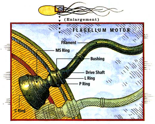 Illustration: cutaway view of a bacterial flagellum